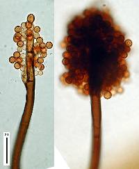 Periconia atra image