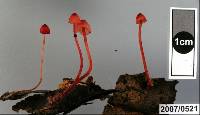 Mycena ura image