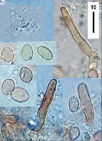 Phaeosolenia platensis image