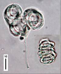 Helicodendron tubulosum image