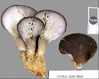 Hohenbuehelia parsonsiae image