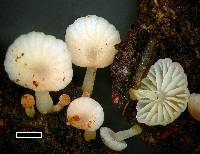 Mycena roseoflava image