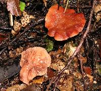 Lactarius umerensis image