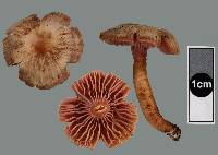 Hygrocybe lilaceolamellata image