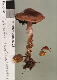 Cortinarius lubricanescens image