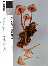 Mycena mariae image