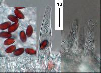 Psathyrella microrhiza image