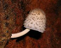 Coprinopsis mitrispora image