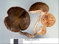 Armillaria novae-zelandiae image