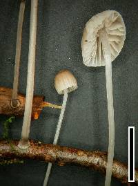 Mycena subdebilis image