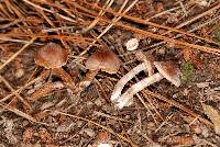 Cortinarius hemitrichus image