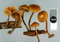 Galerina sideroides image