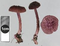 Laccaria violaceonigra image