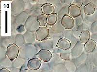 Entoloma sulphureum image