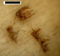Coprinopsis mitrispora image
