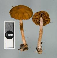 Cortinarius waiporianus image