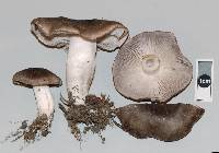 Tricholoma terreum image