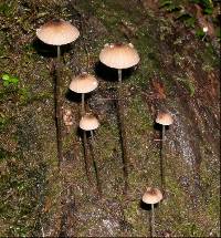 Mycena cystidiosa image