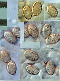 Crepidotus gilvidus image