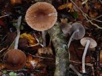 Psathyrella prona image