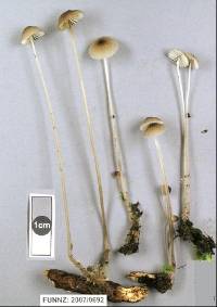 Mycena cystidiosa image