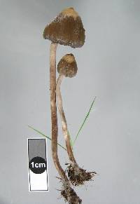 Psilocybe semilanceata image