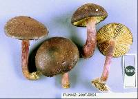 Gymnopilus purpuratus image