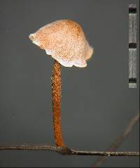 Marasmius pallenticeps image