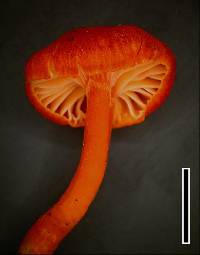 Hygrocybe miniata image