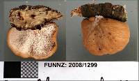 Polyporus hypomelanus image