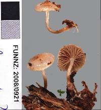 Pholiota pallidocaulis image