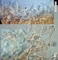 Collybiopsis rimutaka image