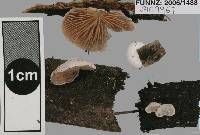 Crepidotus gilvidus image