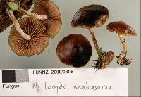 Psilocybe makarorae image