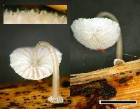 Mycena adscendens image