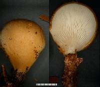 Hohenbuehelia luteola image