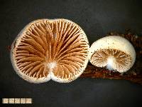 Crepidotus novae-zealandiae image