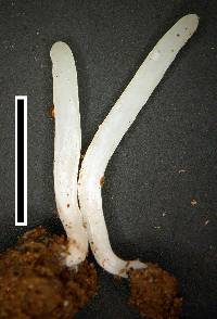 Clavaria subacuta image