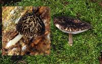 Pluteus readiarum image