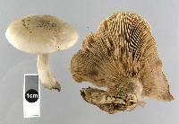 Lepista luscina image