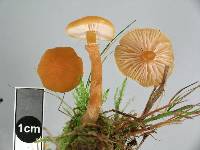 Cystoderma muscicola image