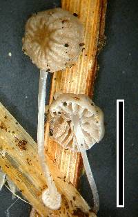 Mycena bulbosa image