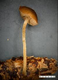 Simocybe phlebophora image