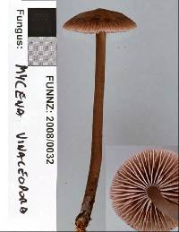 Mycena fuscovinacea image