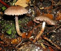 Cortinarius rattinoides image