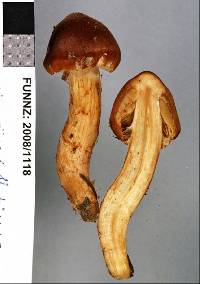 Cortinarius collybianus image
