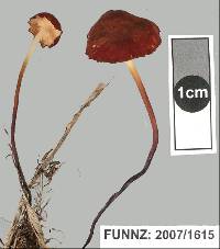 Marasmius atrocastaneus image