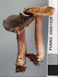 Russula roseostipitata image