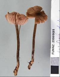 Entoloma distinctum image