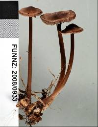 Mycena vinacea image